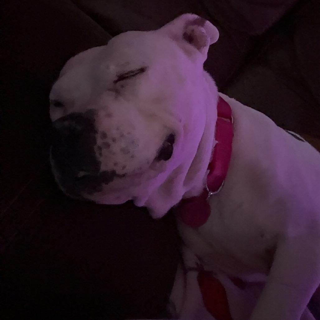 Enlarge Ruby, a Adoptable mixed breed in Greenville, SC image 6/6