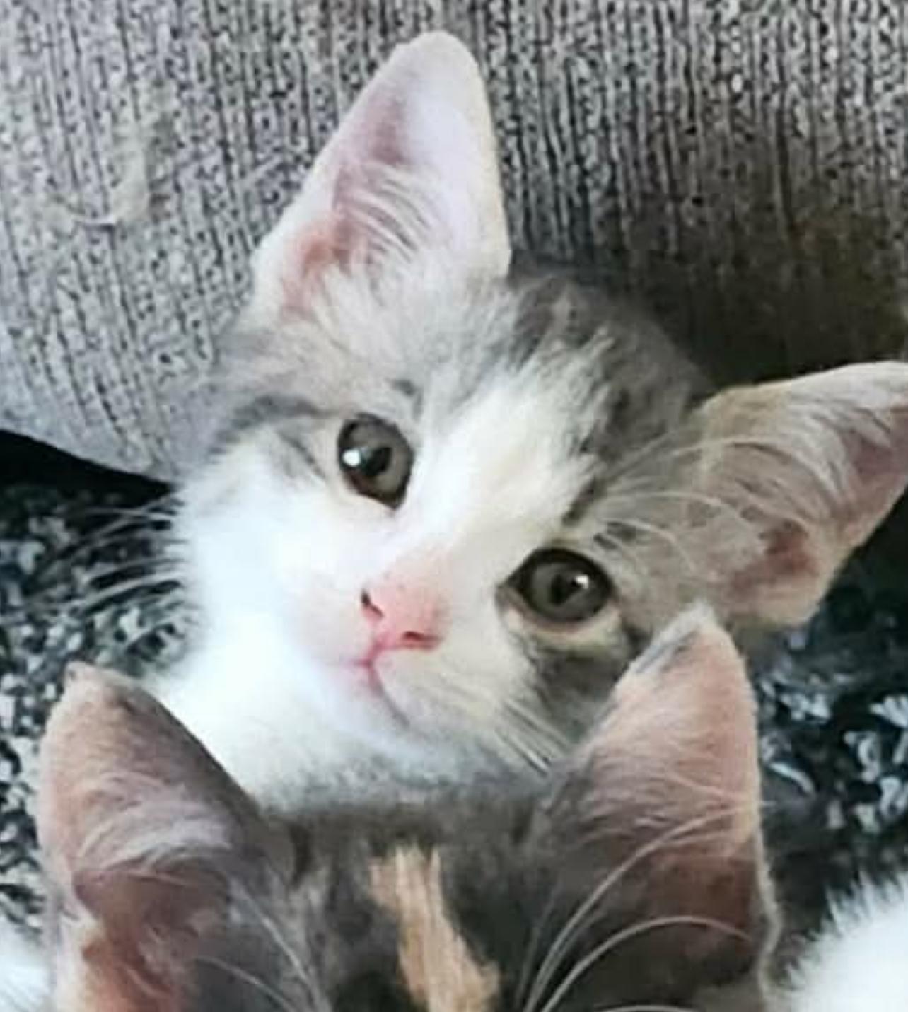 Enlarge Peter Pan, a Adoptable mixed breed in Lockport, IL image 2/5