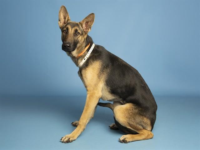 TIA, Adoptable, Young Female German Shepherd Dog.