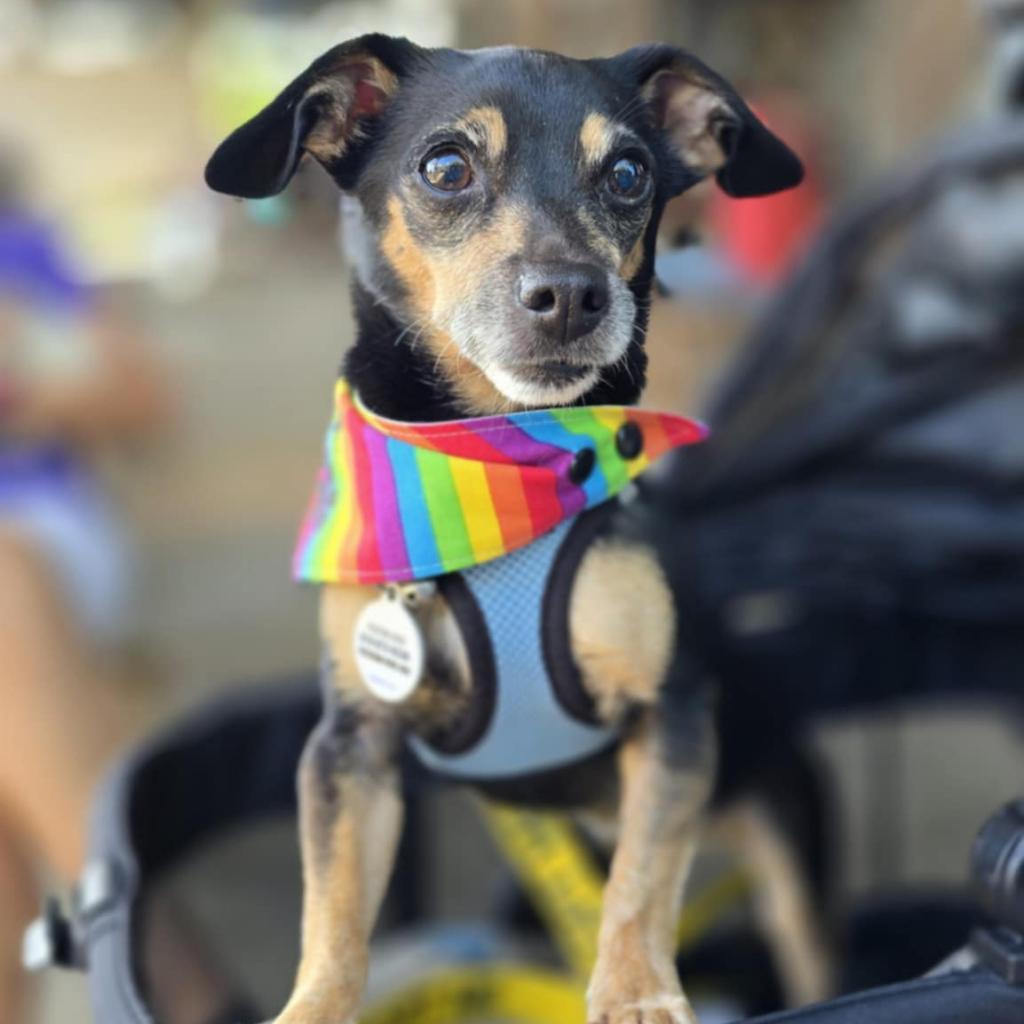 Peggy, Adoptable, Senior Female Chihuahua.