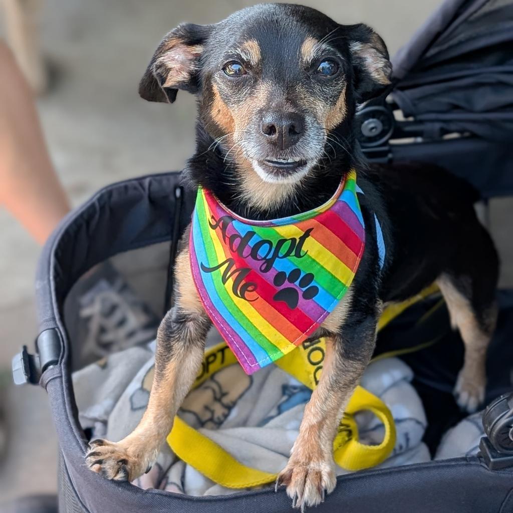 Peggy, a Adoptable Chihuahua in Raleigh, NC image 2/6