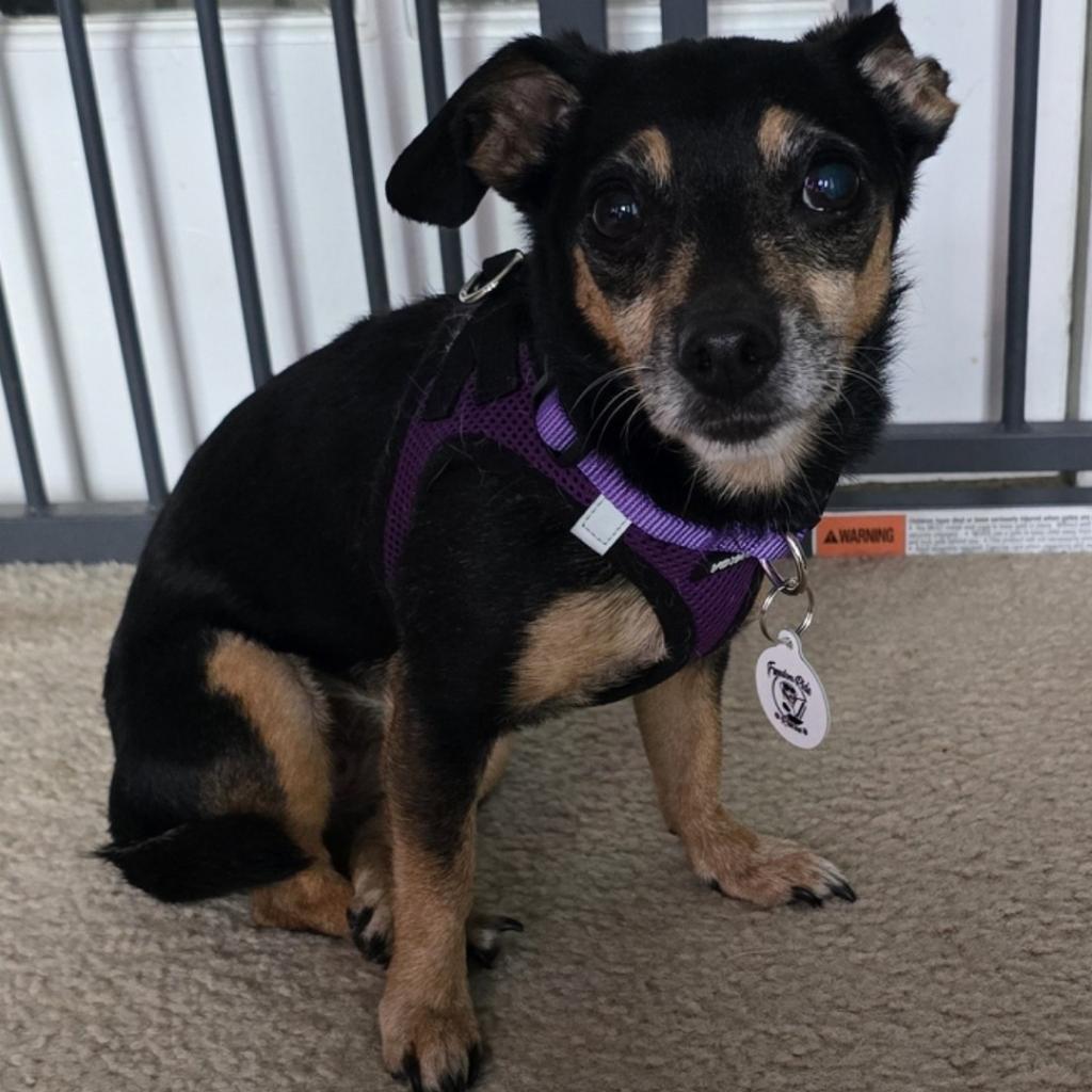 Peggy, a Adoptable Chihuahua in Raleigh, NC image 3/6