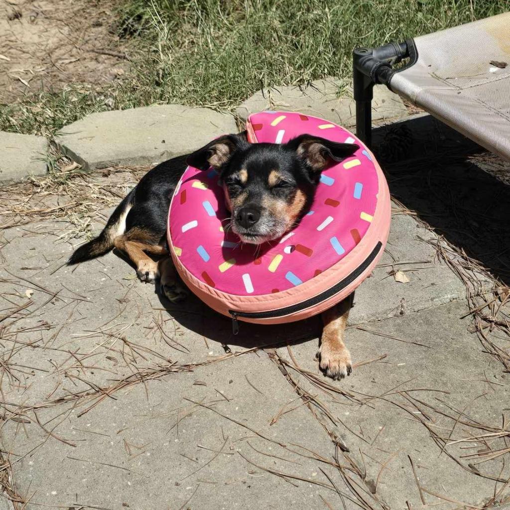 Peggy, a Adoptable Chihuahua in Raleigh, NC image 4/6