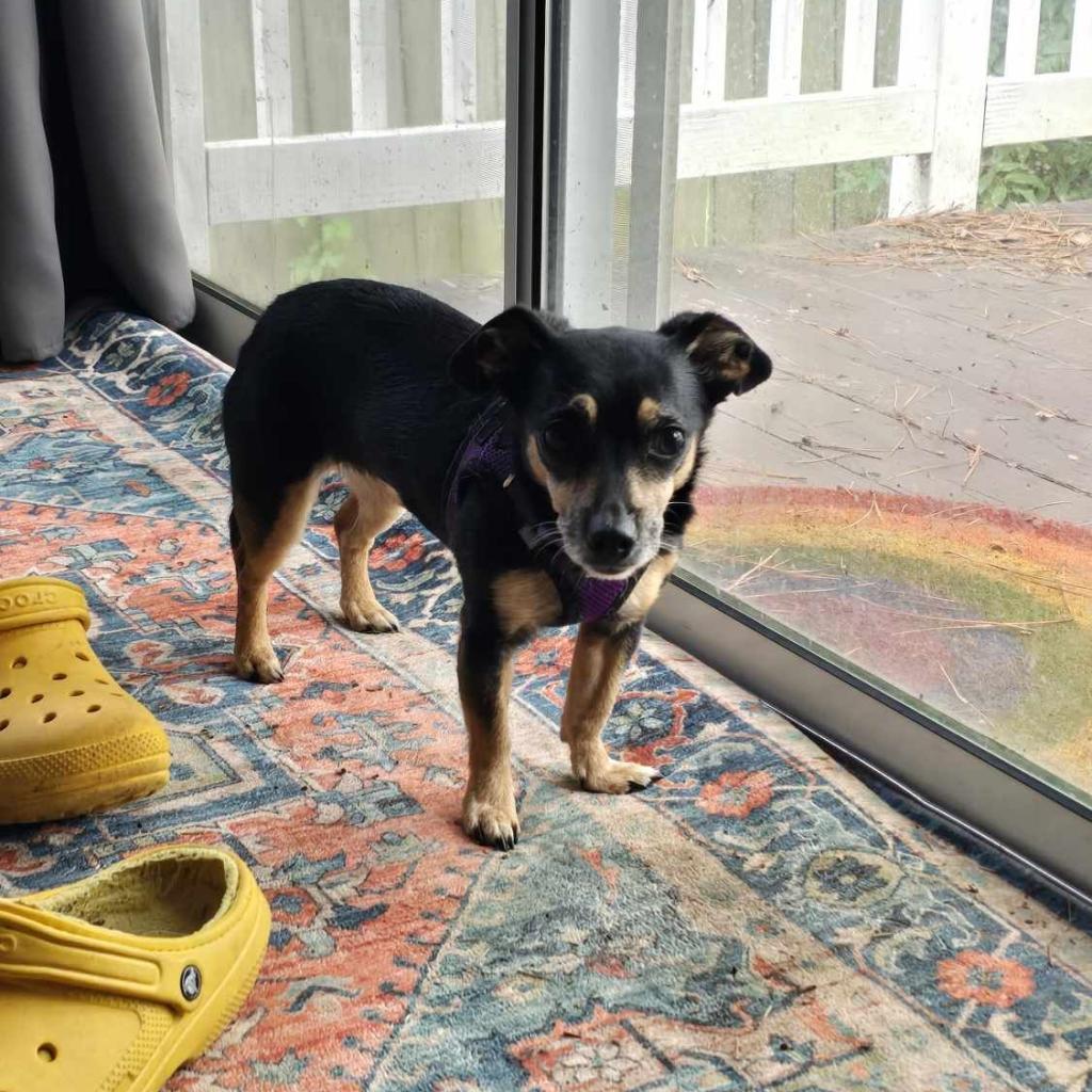 Peggy, a Adoptable Chihuahua in Raleigh, NC image 6/6