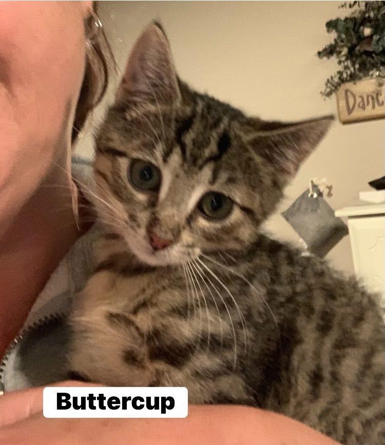 Buttercup