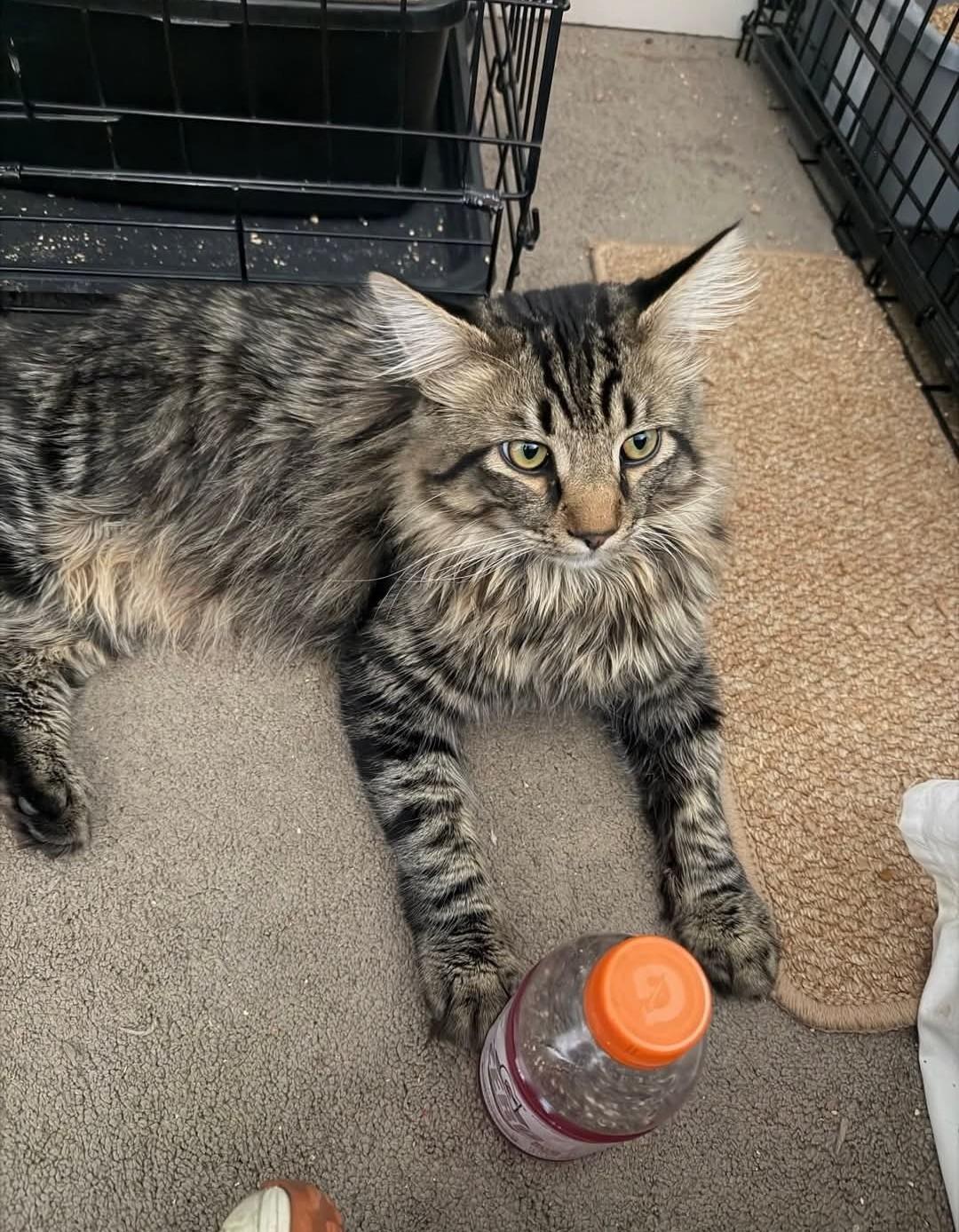 Monkey, Adoptable, Kitten Male Domestic Medium Hair.