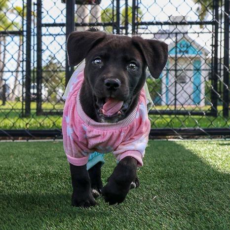 Grady, Adoptable, Puppy Male Mixed Breed.