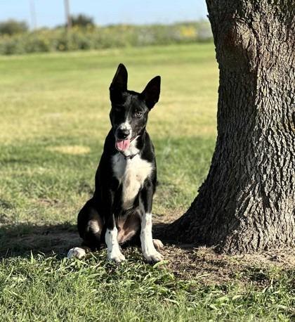 Jigsaw, Adoptable, Young Male Australian Kelpie & Australian Cattle Dog / Blue Heeler.