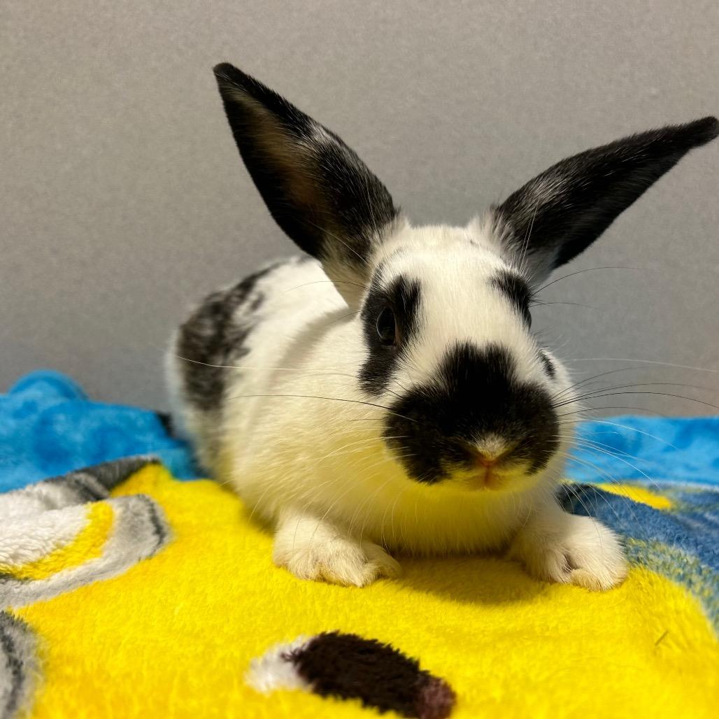 Spot, Adoptable, Adult Male Bunny Rabbit.