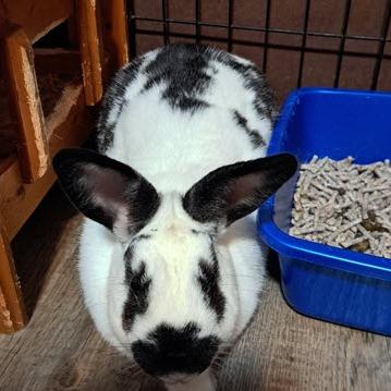 Enlarge Spot, a Adoptable Bunny Rabbit in Gansevoort, NY image 2/2