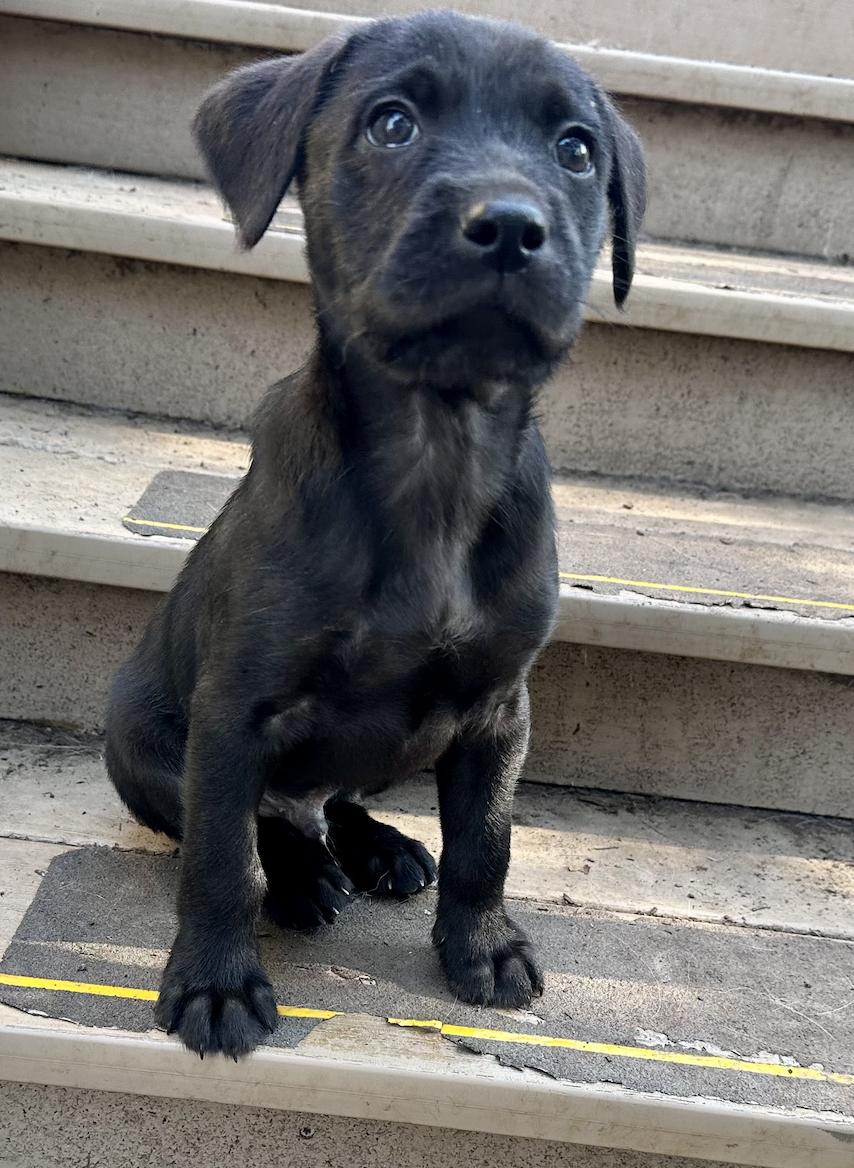 Enlarge Henry, a ADOPTABLE Black Labrador Retriever in Hillsborough, NC image 1/3