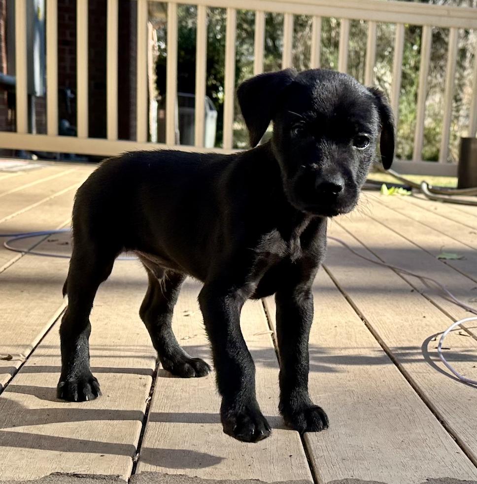 Enlarge Henry, a ADOPTABLE Black Labrador Retriever in Hillsborough, NC image 3/3