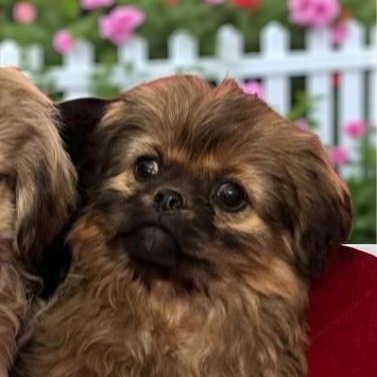 Ava, adopted, Puppy Female Shih Tzu & Pomeranian.