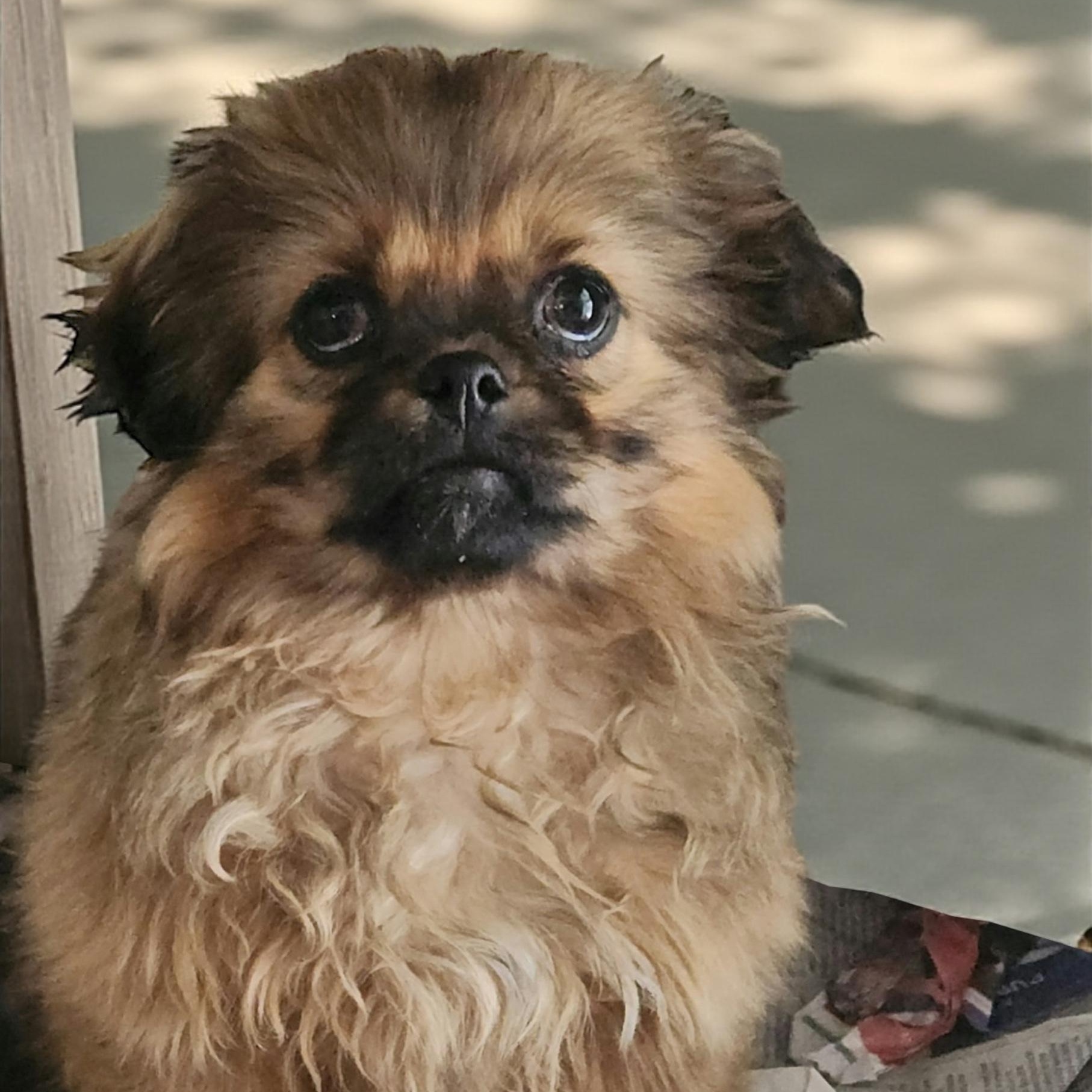 Enlarge Ava, an adopted mixed breed in Los Angeles, CA image 3/3