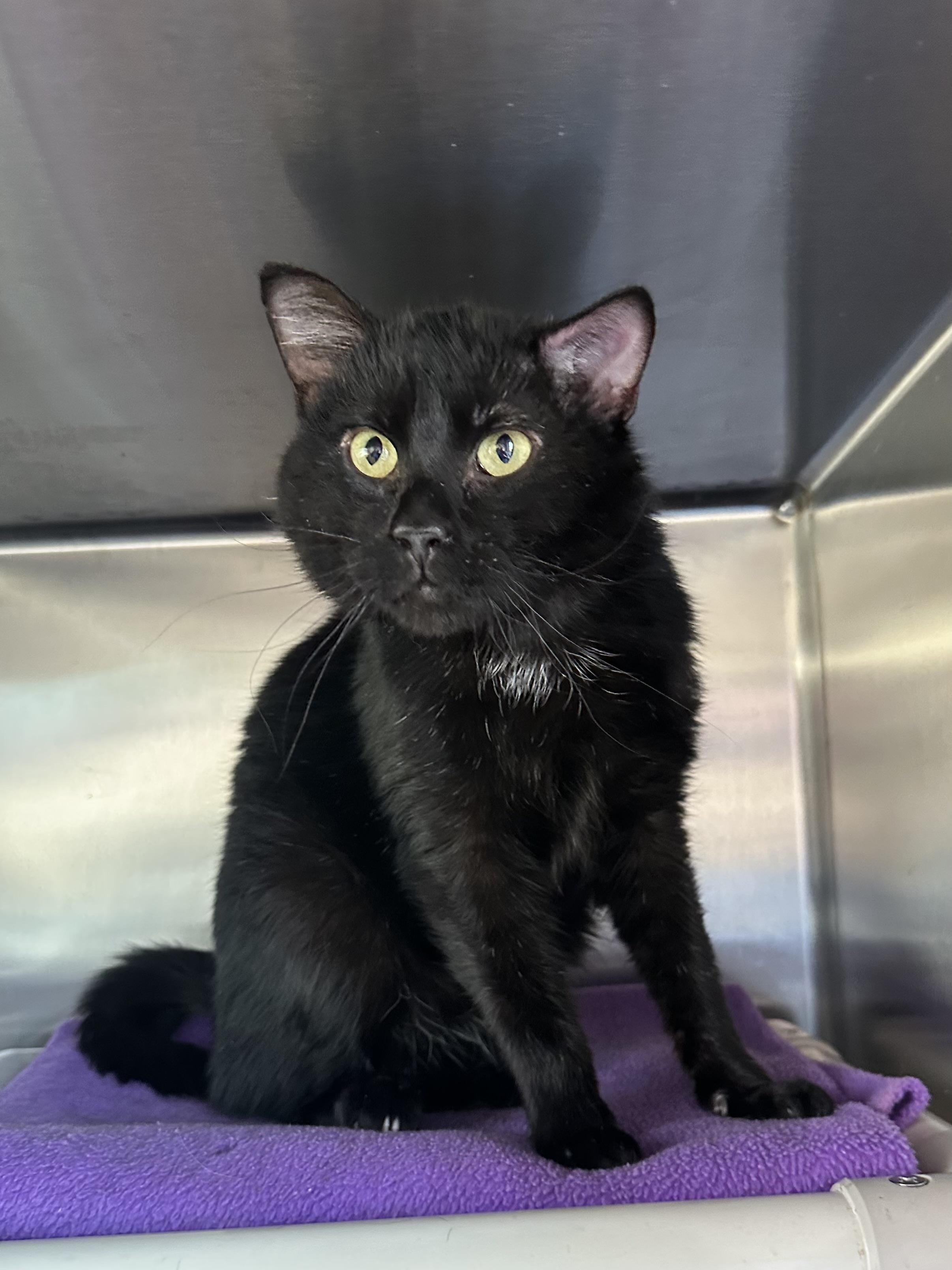 Enlarge Dubuque, a ADOPTABLE Domestic Short Hair in Brookings, SD image 2/2