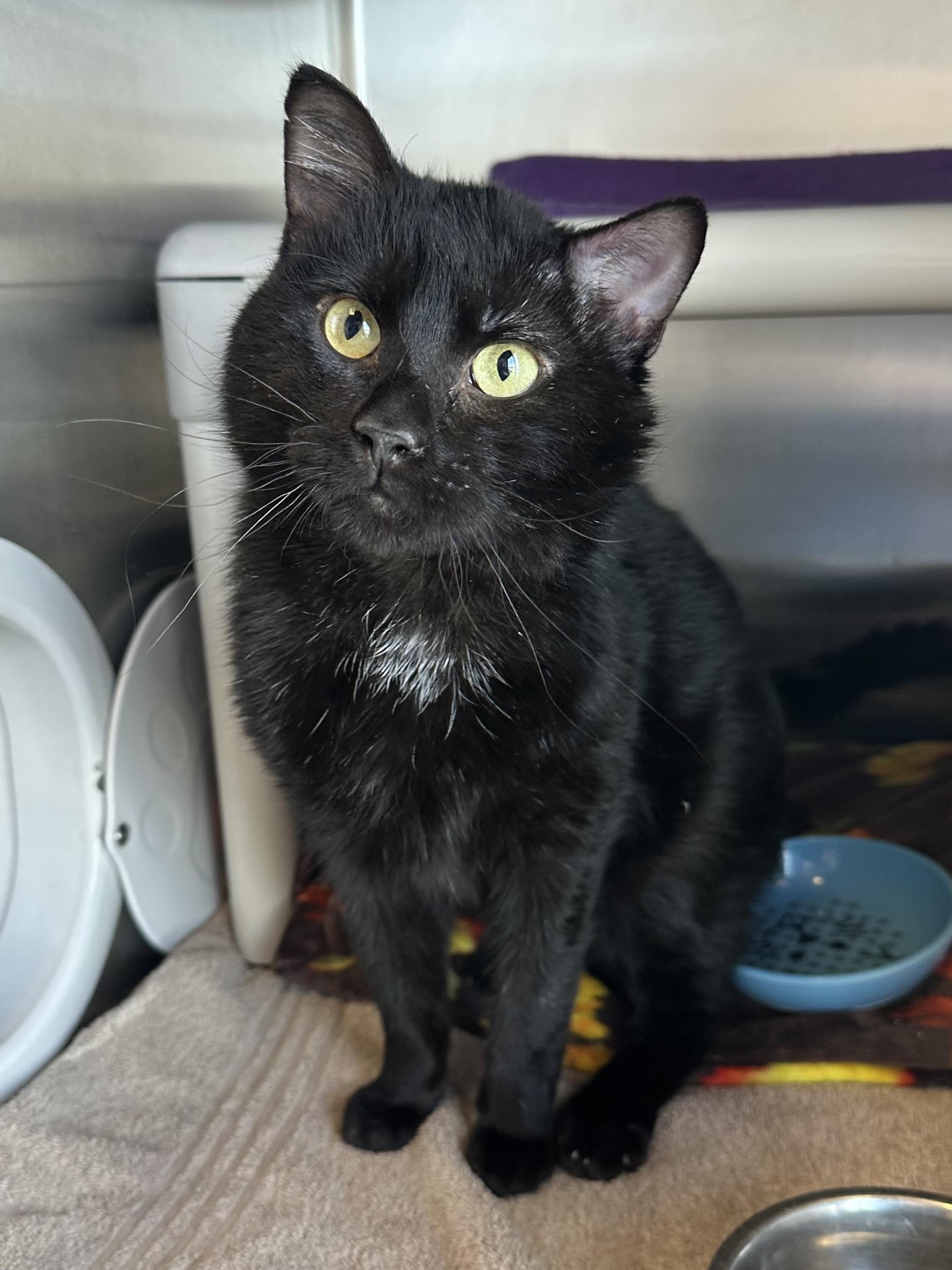 Enlarge Dubuque, a ADOPTABLE Domestic Short Hair in Brookings, SD image 1/2