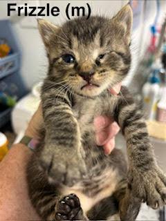 Frizzle, Adoptable, Kitten Male Domestic Short Hair.