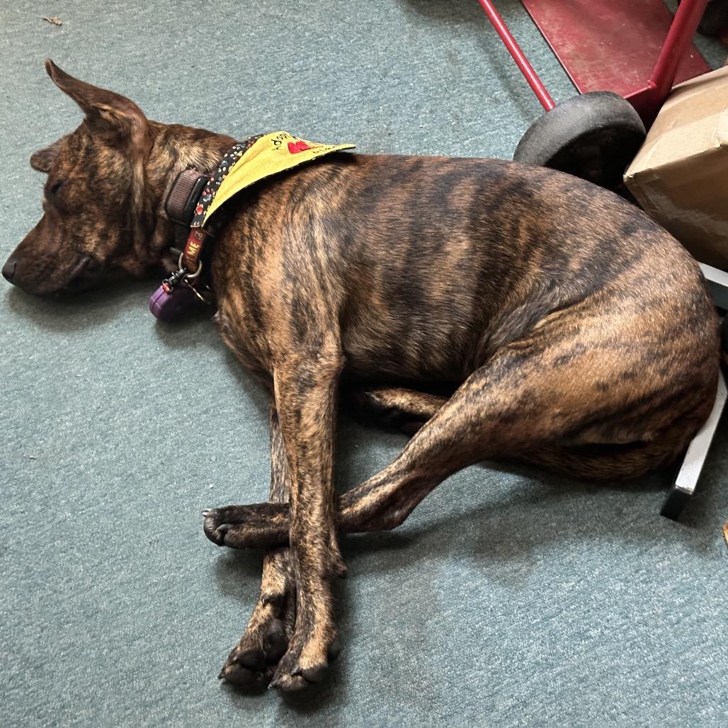 Rolo, Adoptable, Young Male Plott Hound & American Staffordshire Terrier.