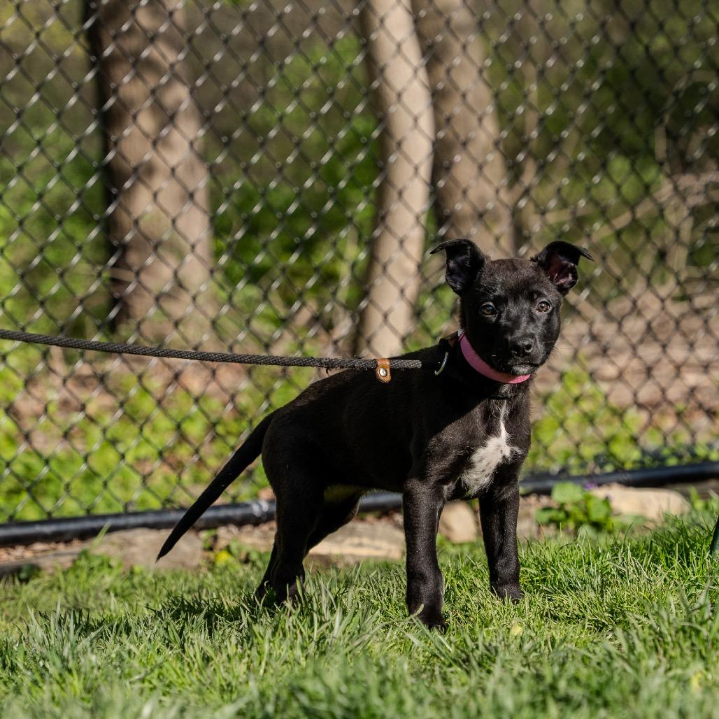 Enlarge Tulip, a Adoptable mixed breed in Pawling, NY image 1/6