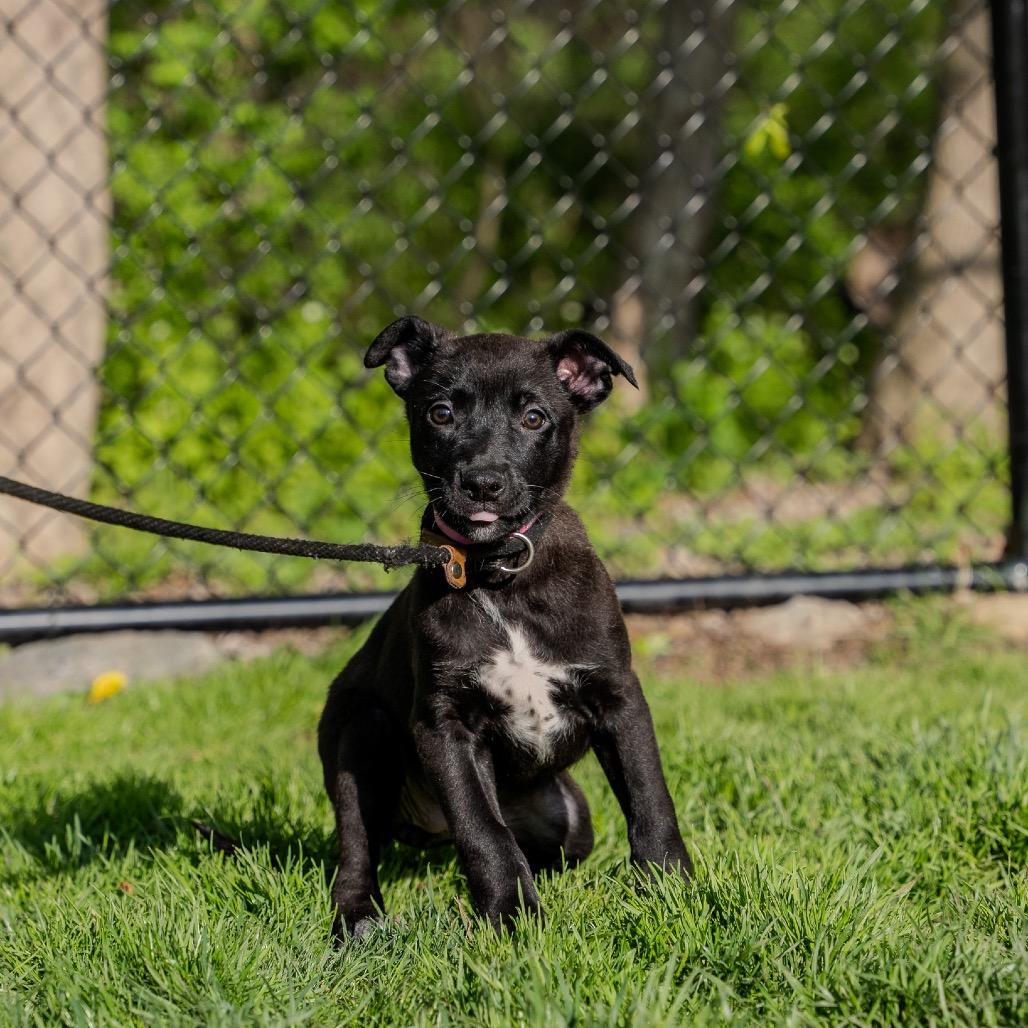Enlarge Tulip, a Adoptable mixed breed in Pawling, NY image 2/6