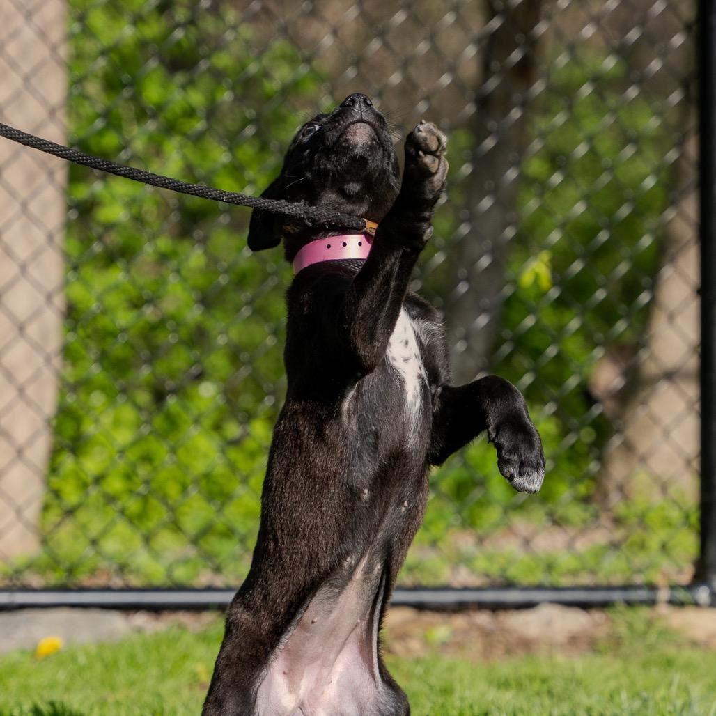 Enlarge Tulip, a Adoptable mixed breed in Pawling, NY image 3/6