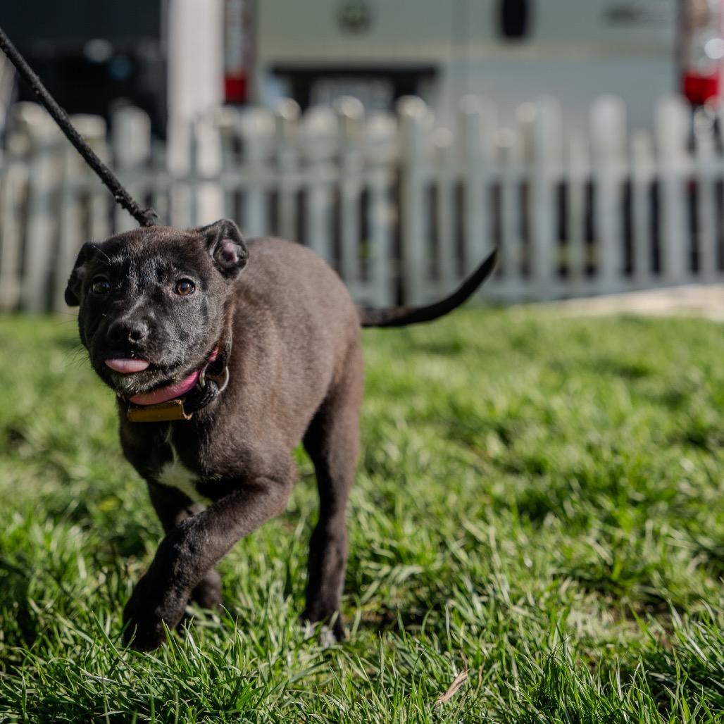 Enlarge Tulip, a Adoptable mixed breed in Pawling, NY image 4/6