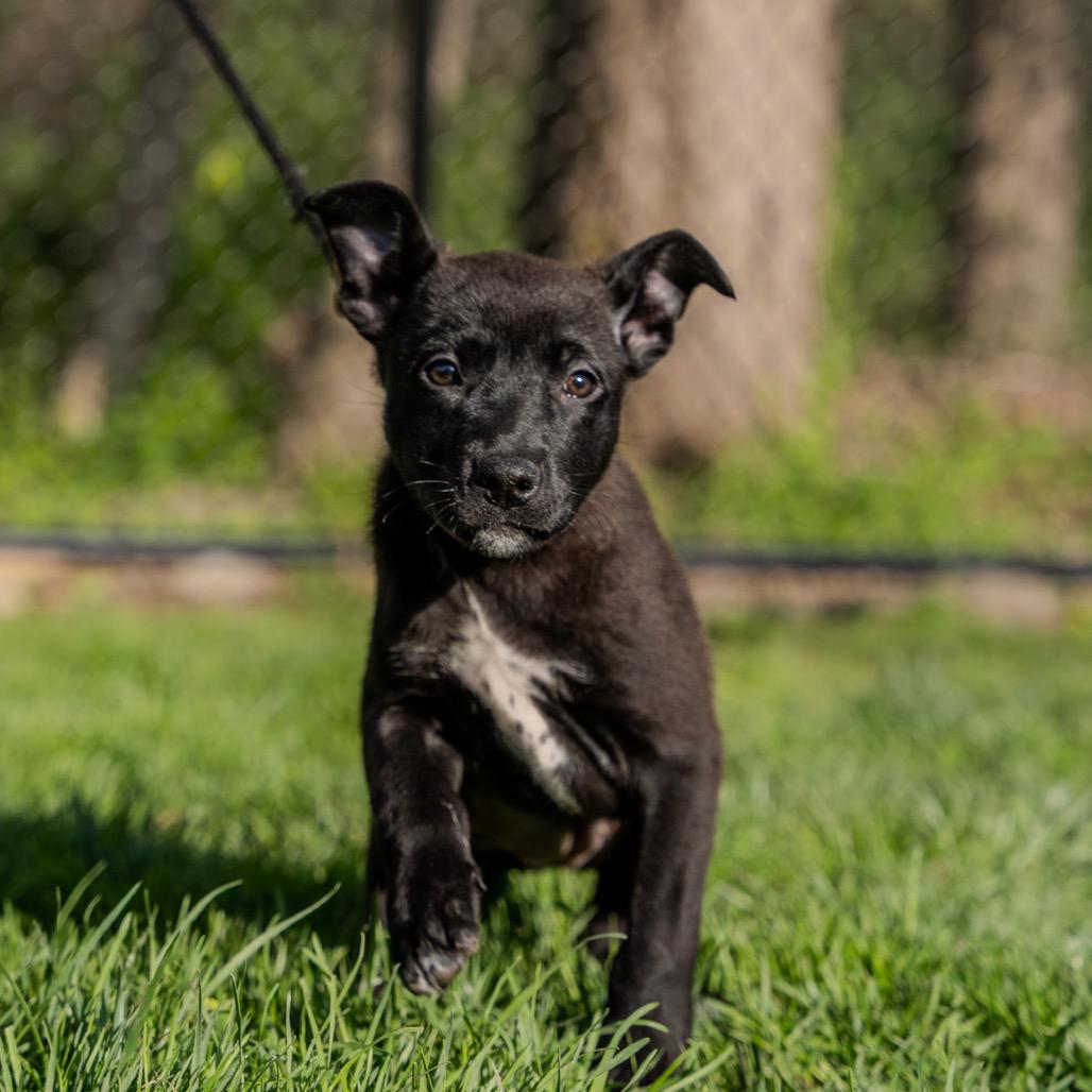 Enlarge Tulip, a Adoptable mixed breed in Pawling, NY image 5/6