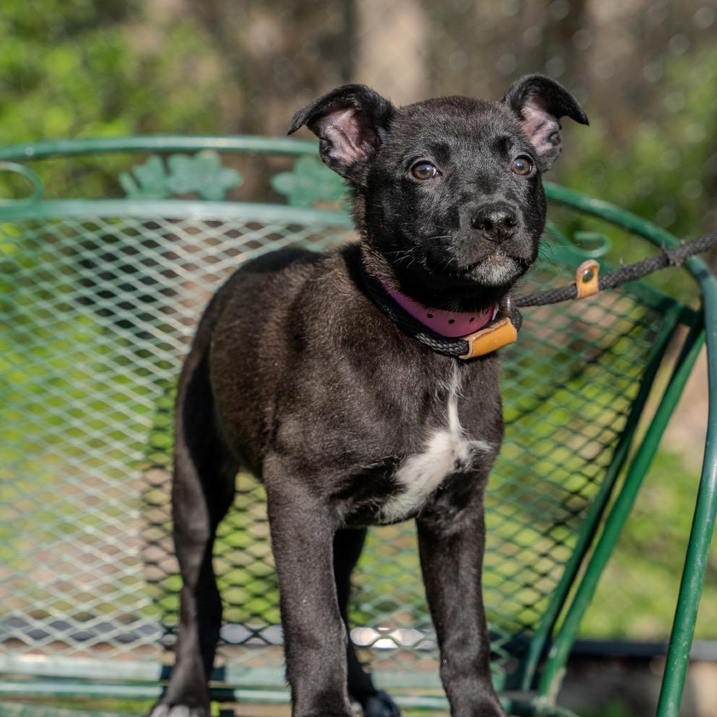Enlarge Tulip, a Adoptable mixed breed in Pawling, NY image 6/6