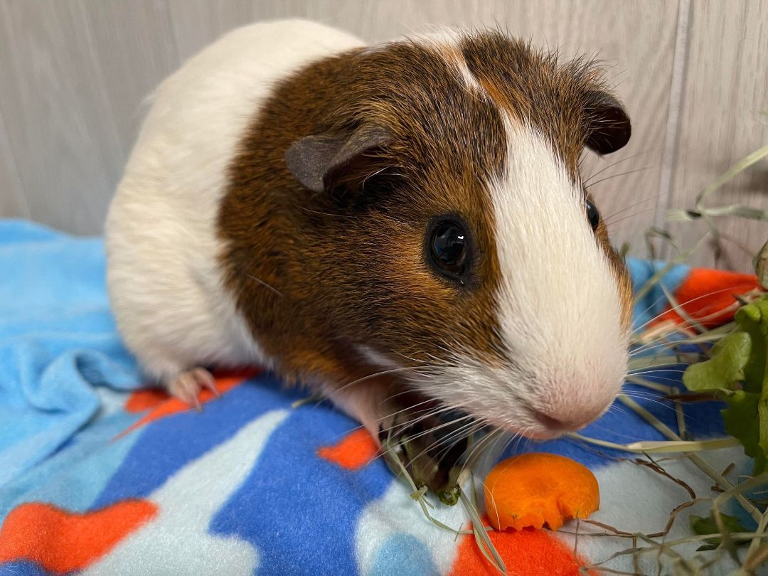 Cinnamon, a Adoptable Guinea Pig in Troy, AL image 1/4