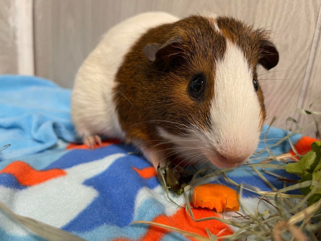 Cinnamon, a Adoptable Guinea Pig in Troy, AL image 2/4