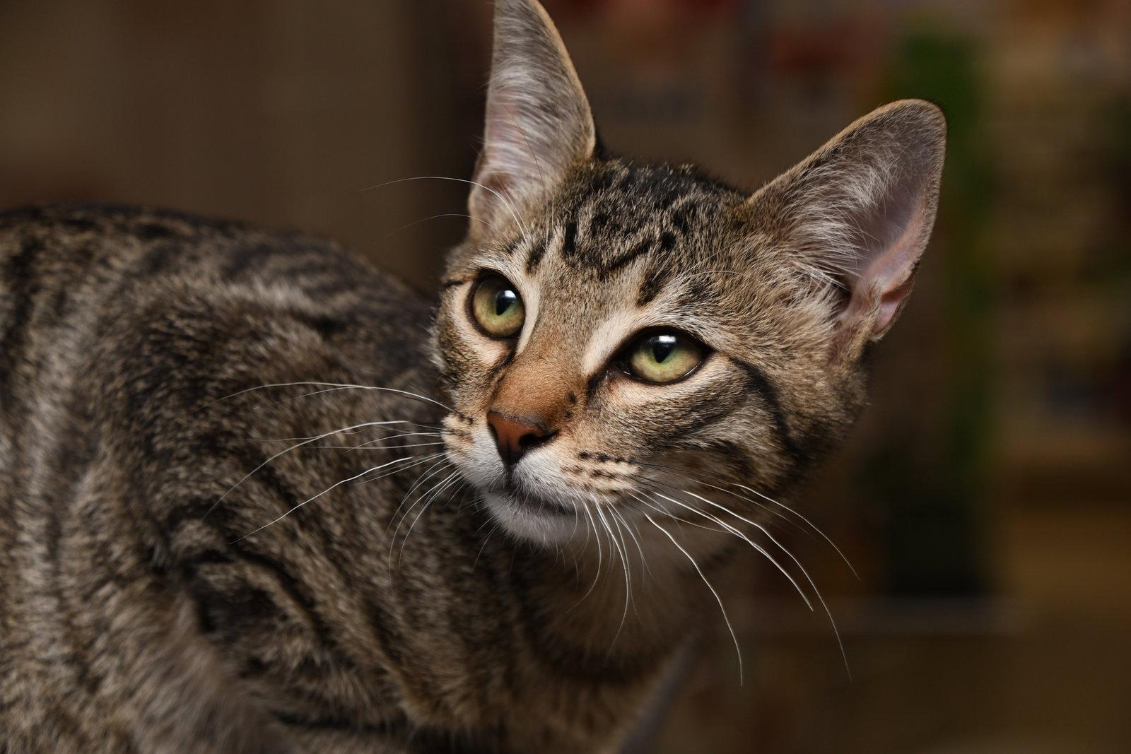 George, Adopted, Young Male American Shorthair.