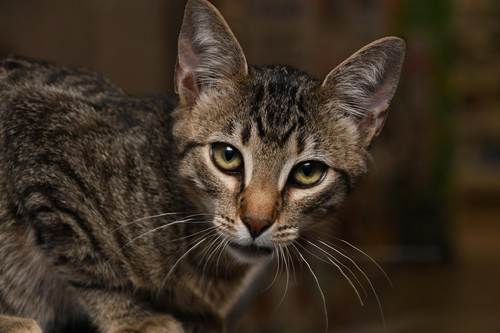 George, a Adopted American Shorthair in Naples, FL image 2/3