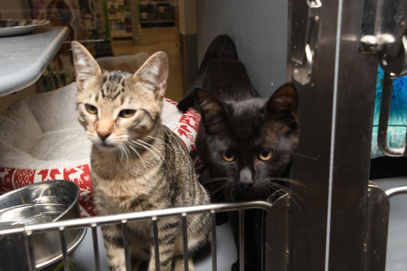 George, a Adopted American Shorthair in Naples, FL image 3/3