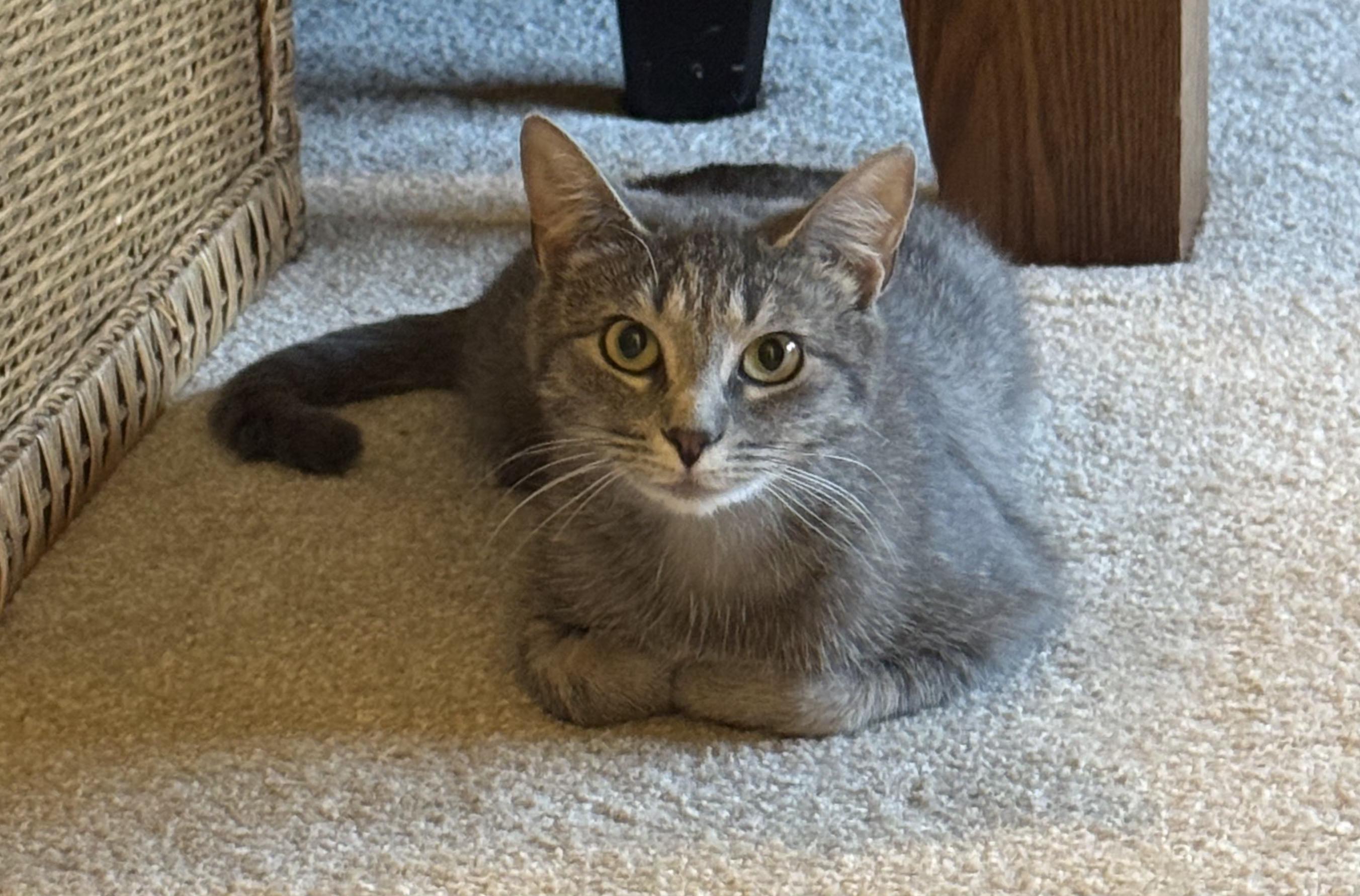 Enlarge Carmen, a ADOPTABLE Domestic Short Hair in Brighton, MI image 3/4