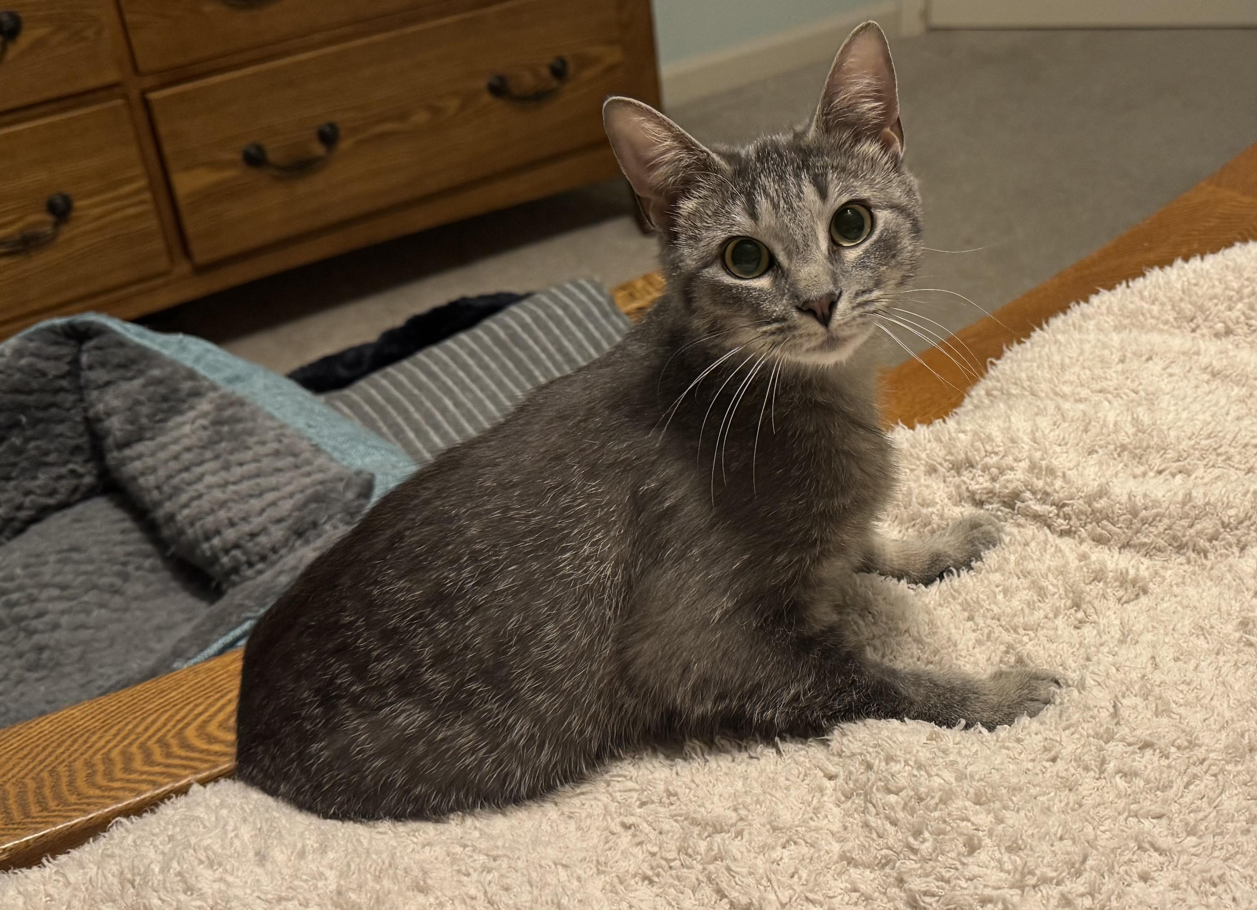 Enlarge Carmen, a ADOPTABLE Domestic Short Hair in Brighton, MI image 4/4