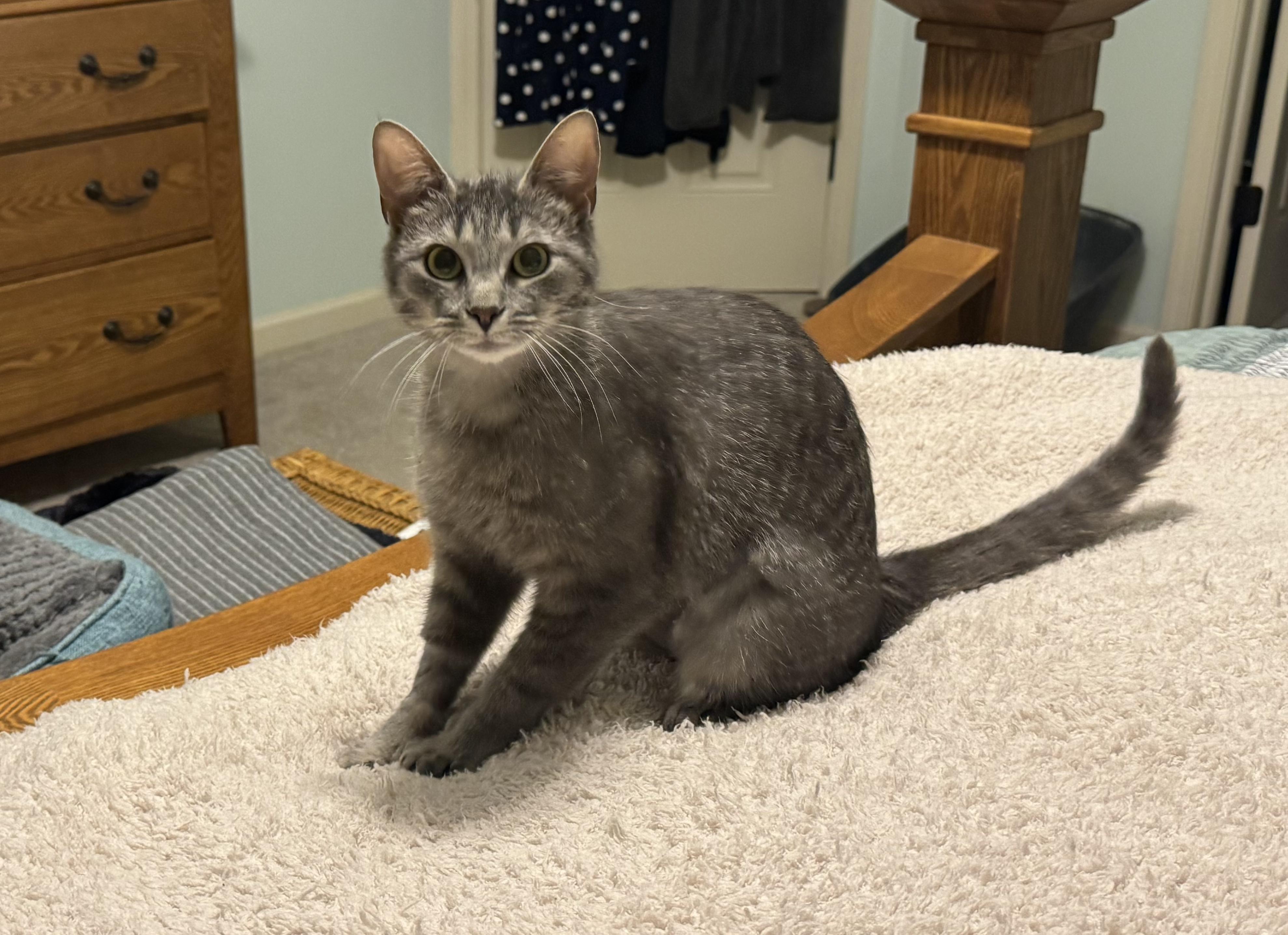 Enlarge Carmen, a ADOPTABLE Domestic Short Hair in Brighton, MI image 2/4