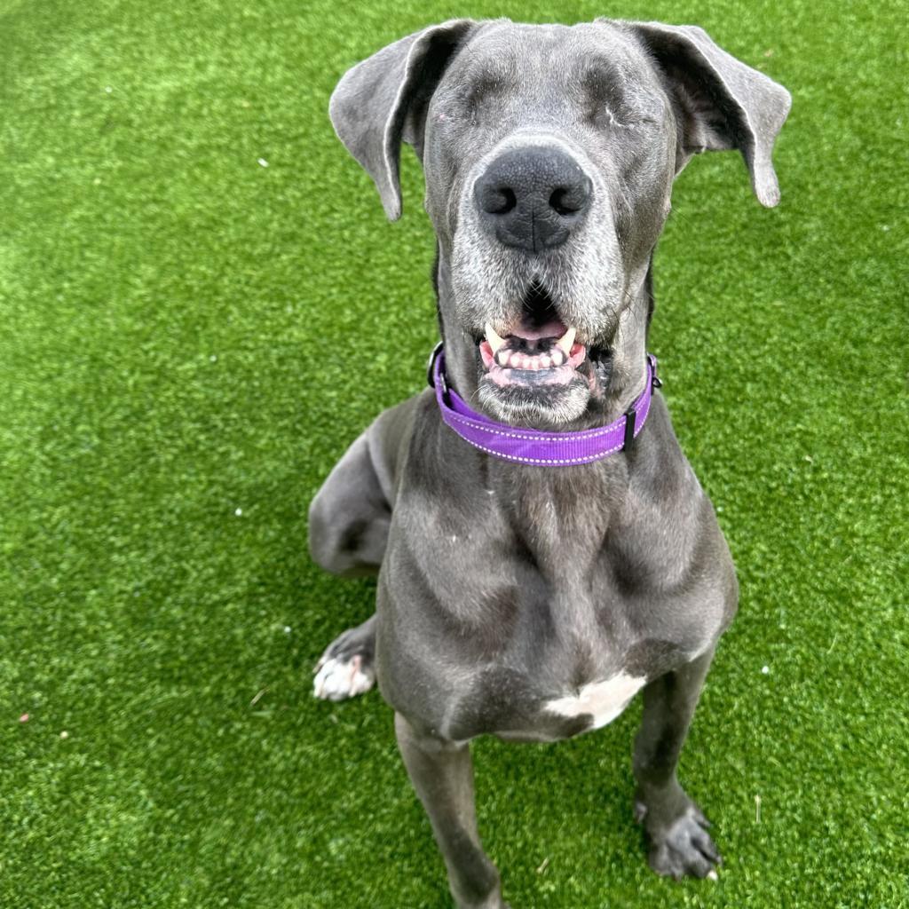Enlarge Hilda, a Adoptable Great Dane image 1/6
