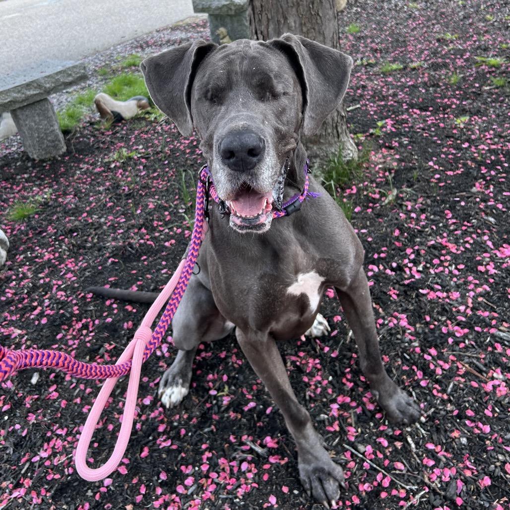 Enlarge Hilda, a Adoptable Great Dane image 2/6