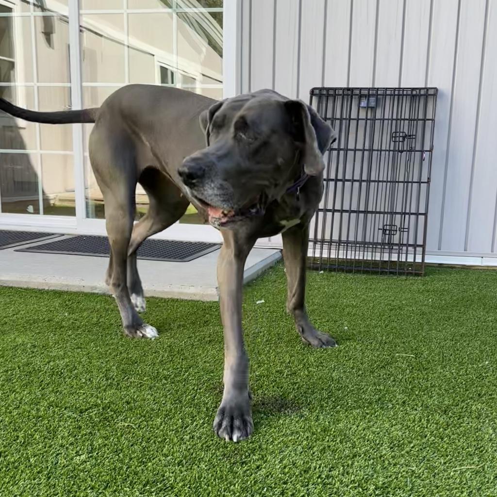 Enlarge Hilda, a Adoptable Great Dane image 3/6