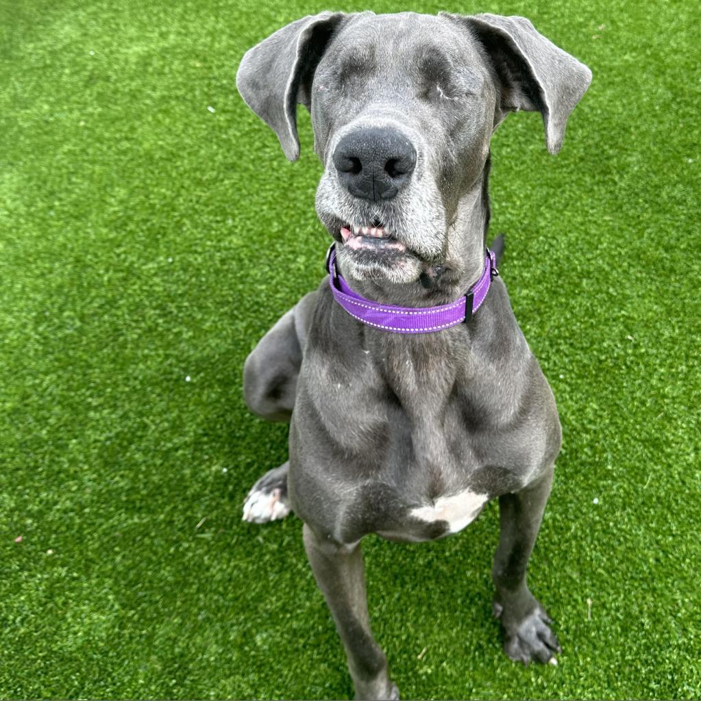 Enlarge Hilda, a Adoptable Great Dane image 4/6