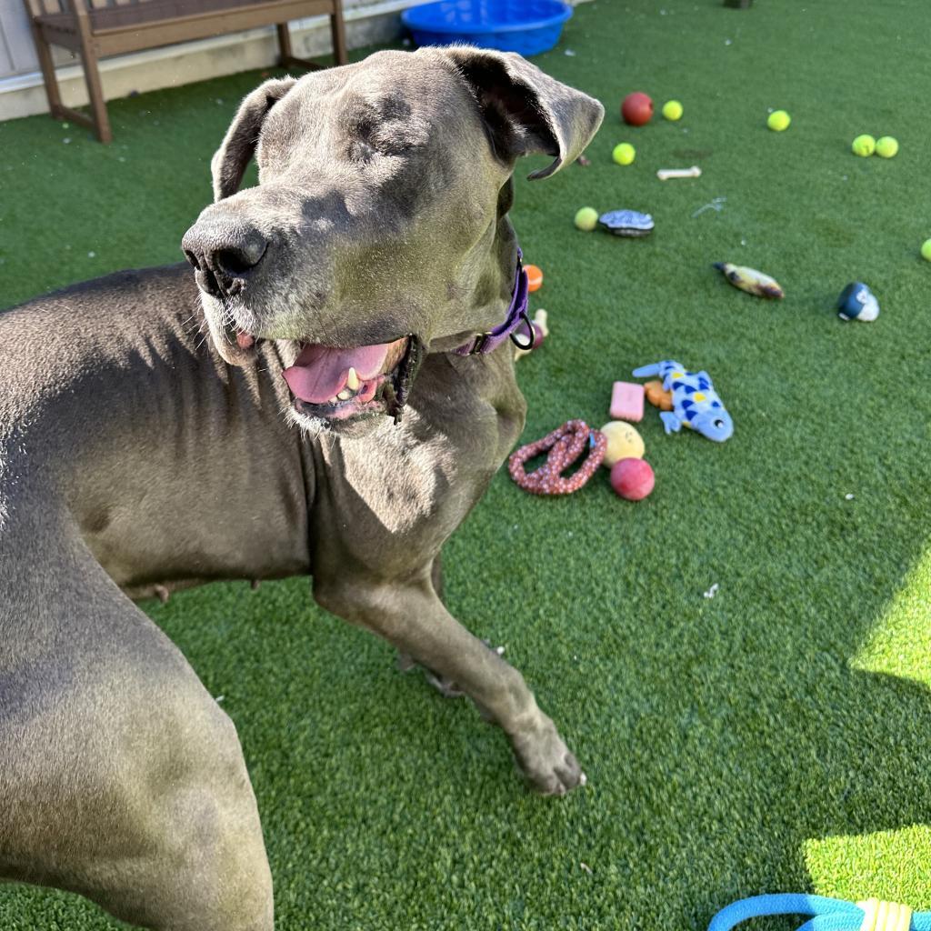 Enlarge Hilda, a Adoptable Great Dane image 5/6