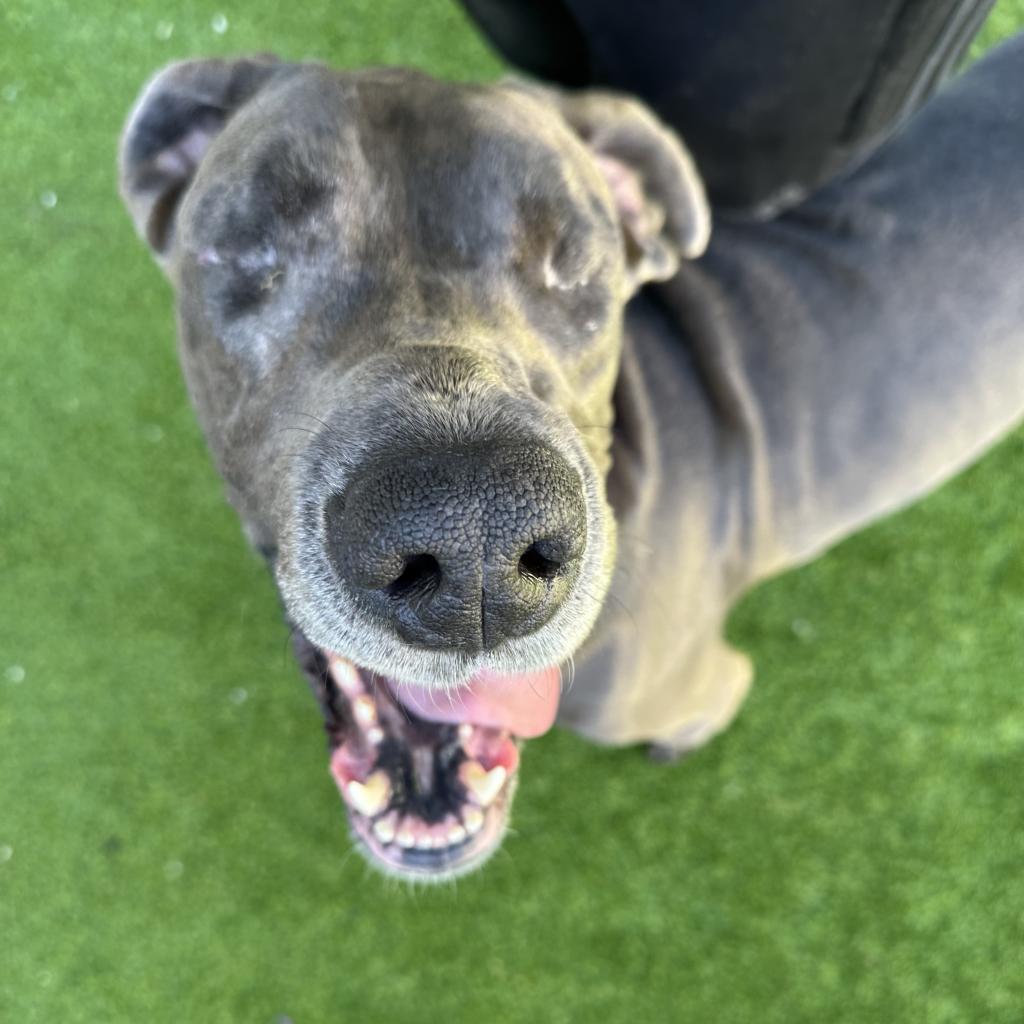 Enlarge Hilda, a Adoptable Great Dane image 6/6