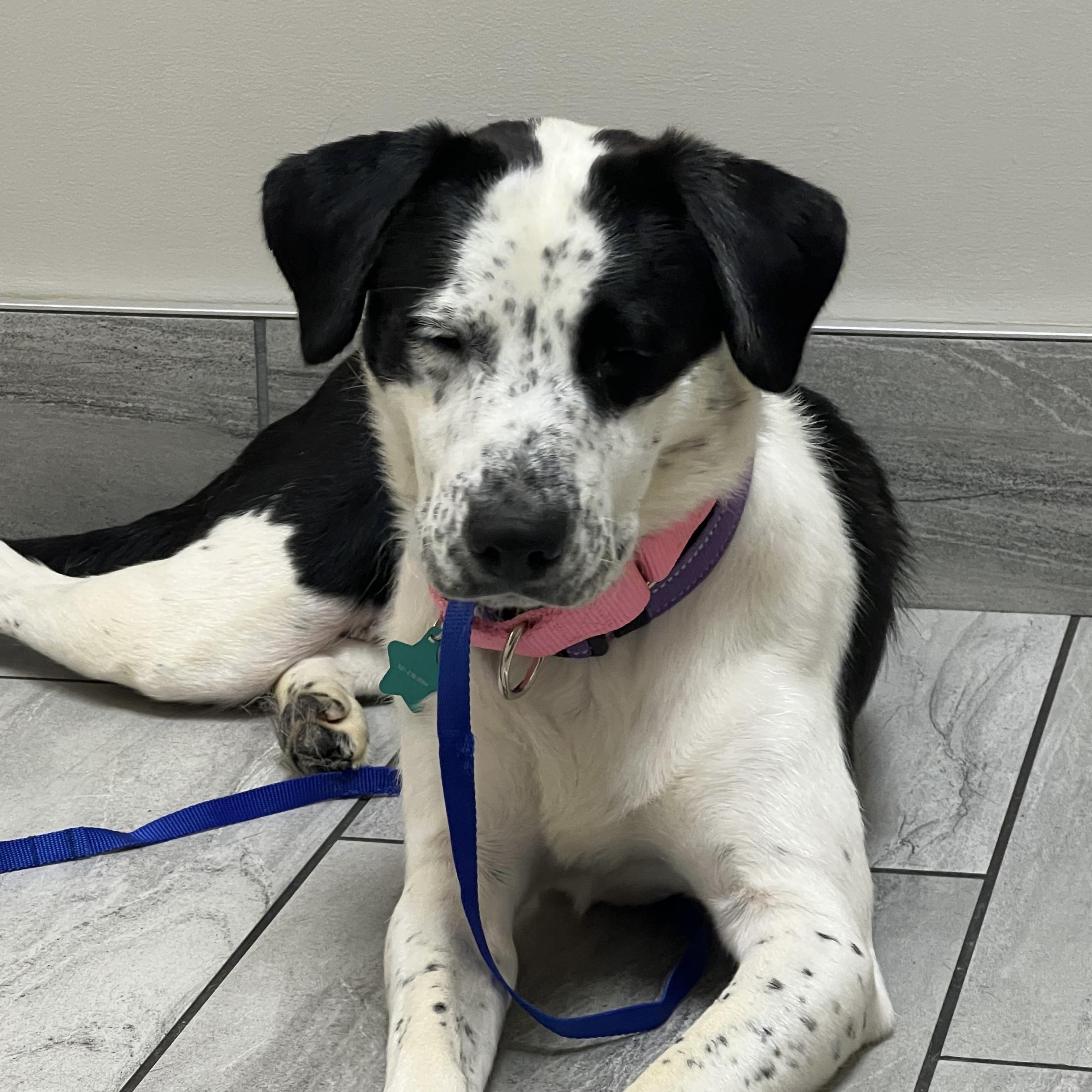 Enlarge Lorrie, a Adoptable mixed breed in Stowe, VT image 3/6