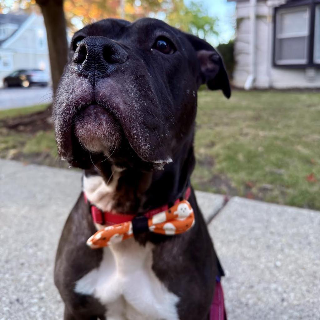 Vera, Adoptable, Adult Female Pit Bull Terrier & Boxer.