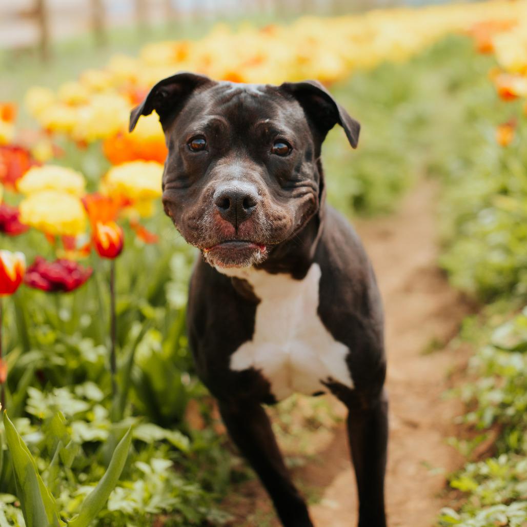 Enlarge Vera, a Adoptable mixed breed in Northbrook, IL image 2/6