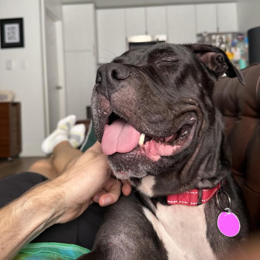 Enlarge Vera, a Adoptable mixed breed in Northbrook, IL image 3/6