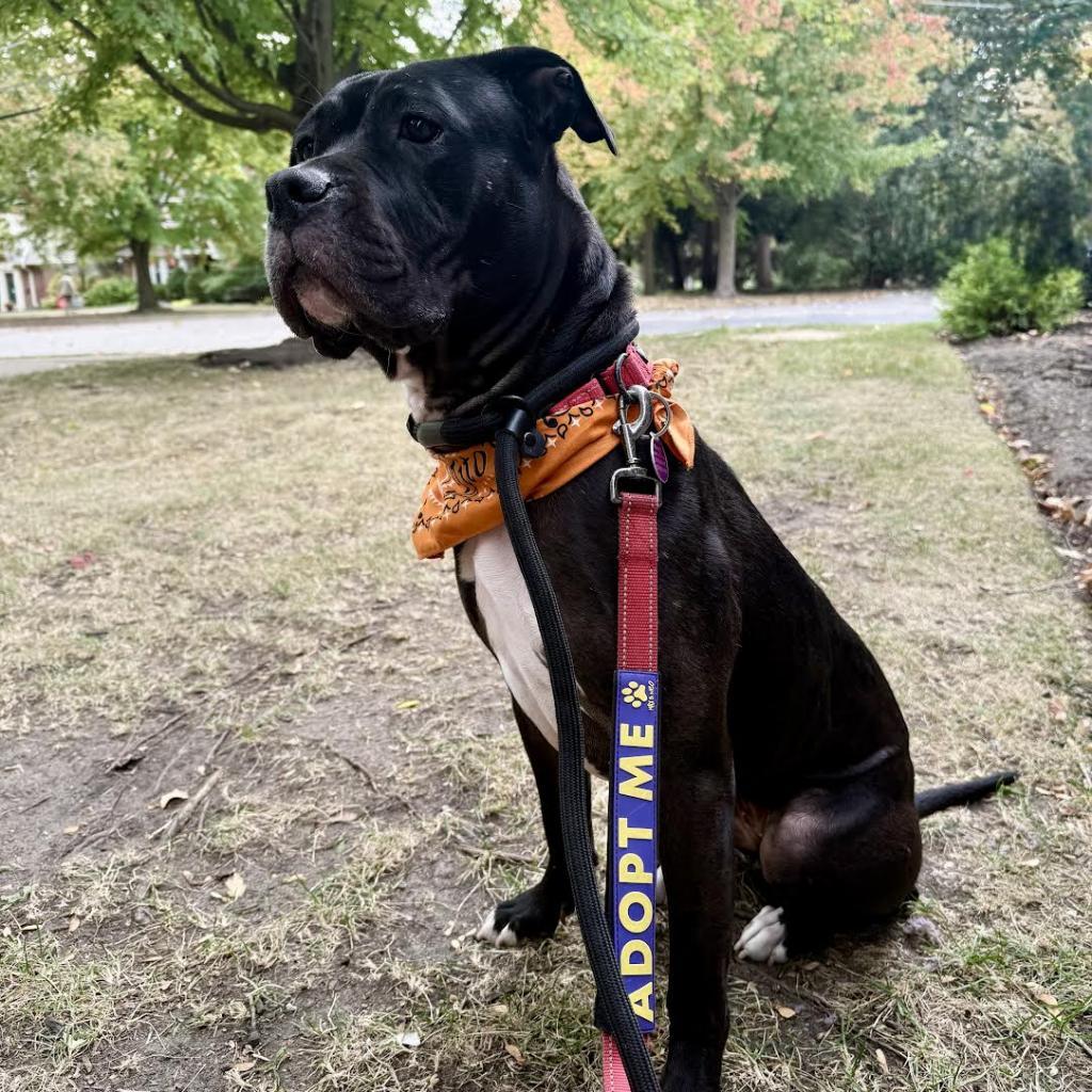 Enlarge Vera, a Adoptable mixed breed in Northbrook, IL image 4/6