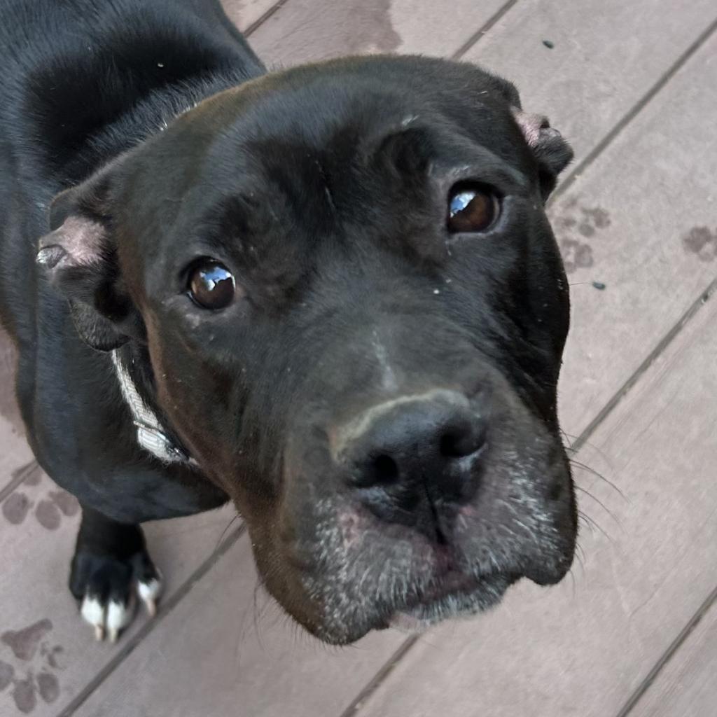 Enlarge Vera, a Adoptable mixed breed in Northbrook, IL image 4/6
