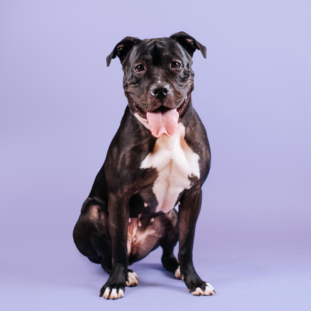 Enlarge Vera, a Adoptable mixed breed in Northbrook, IL image 5/6