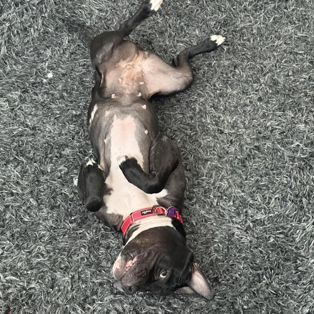 Enlarge Vera, a Adoptable mixed breed in Northbrook, IL image 6/6